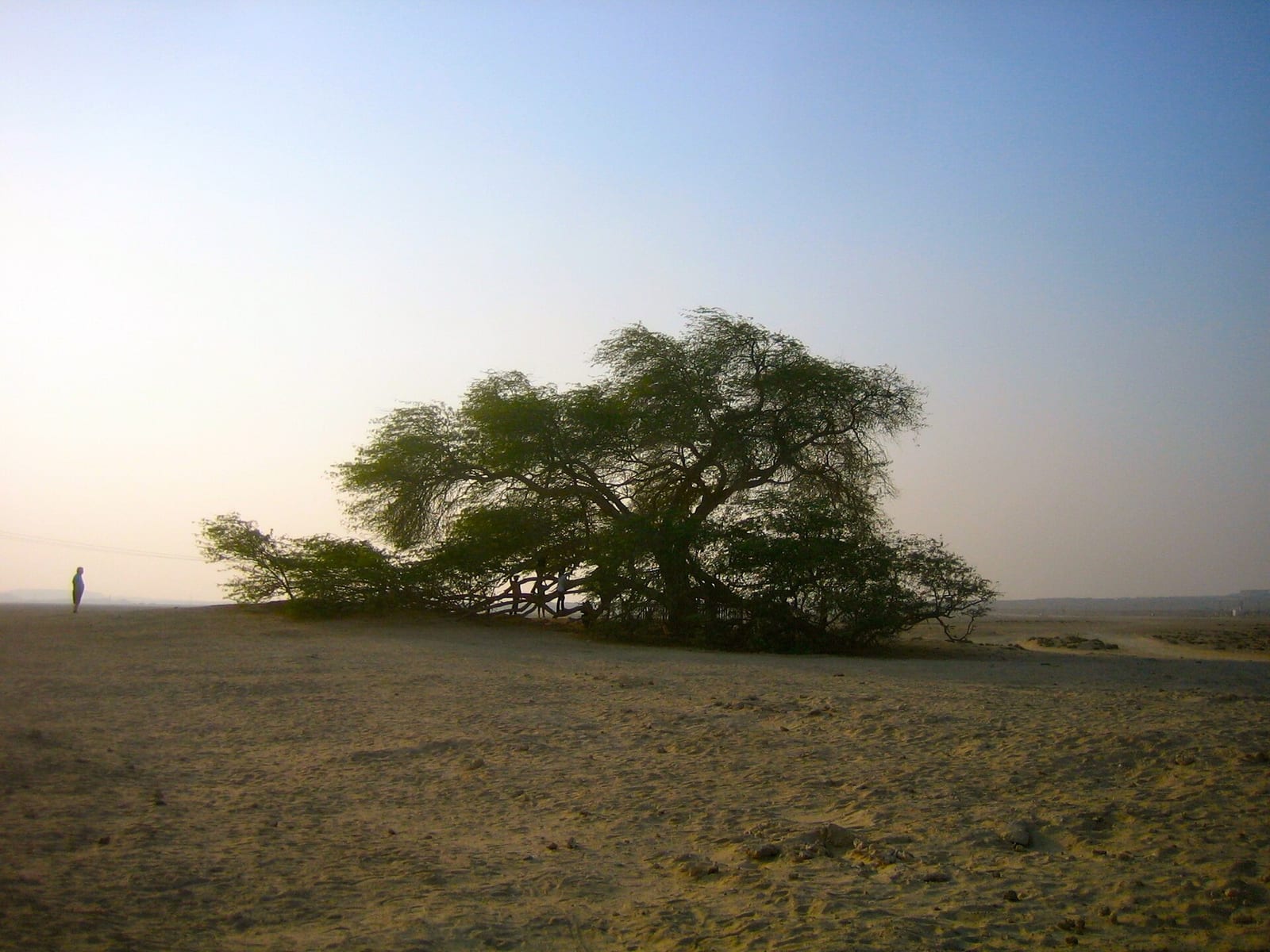The lone Tree of Life mesquite standing in the flat sand of the Bahraini desert under a pale sky.