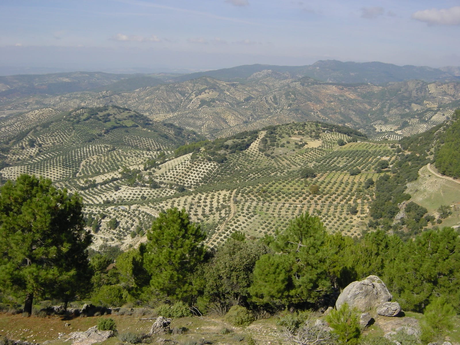 Rows of olive trees stretching across rolling hills near Baños de la Encina in Jaén province, Andalusia.