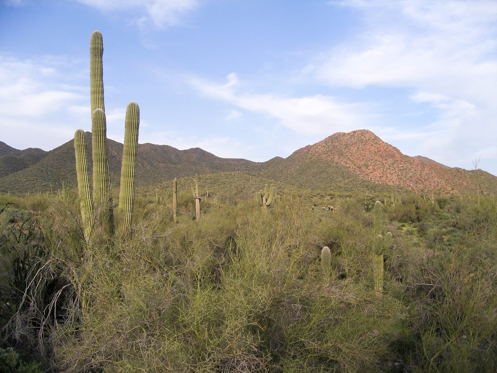 Saguaro cactus and desert scrub under a clear sky in the McDowell Mountains, Scottsdale, Arizona, March 2010.